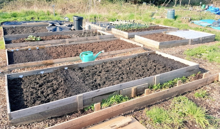 Allotment in Spring